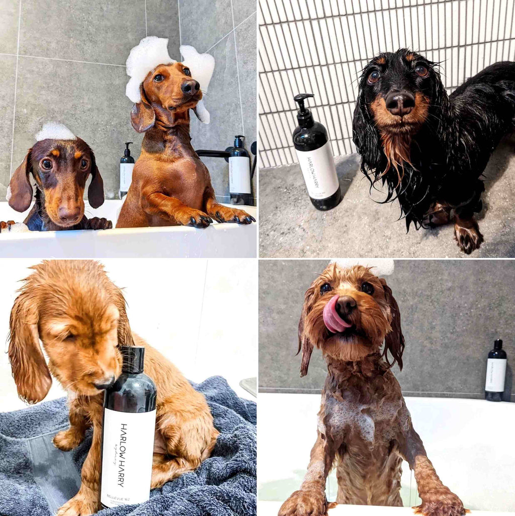2-in-1 Conditioning Dog Shampoo | D'bacca 169