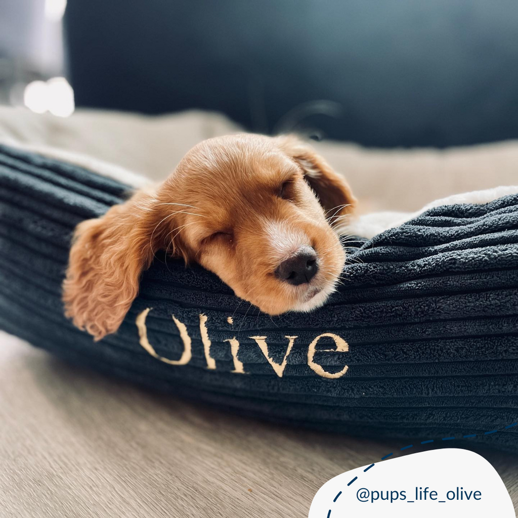 Box Bed For Dogs in Essentials Plush by Lords & Labradors