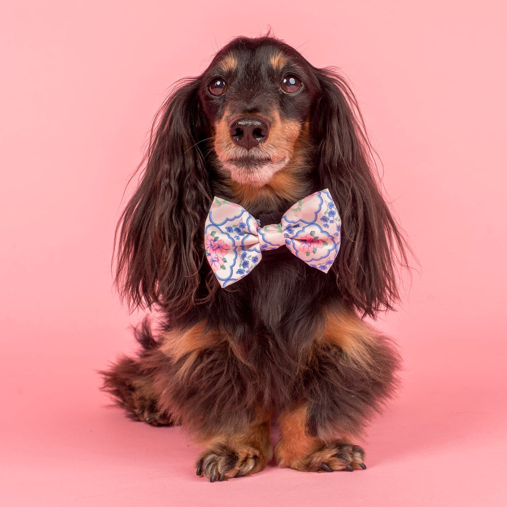 Petal: Bow Tie