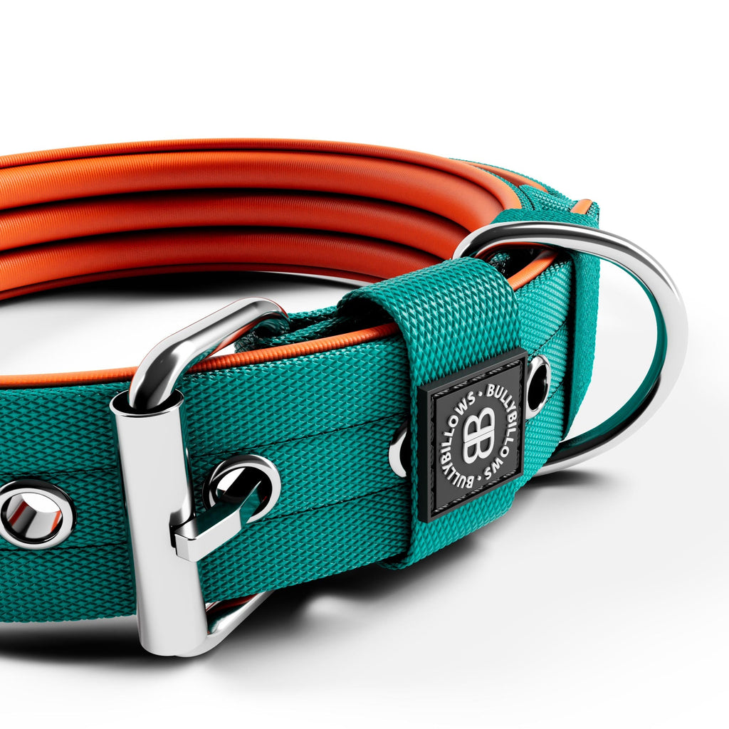 4cm Nylon Dog Collar | With Handle - Turquoise & Orange