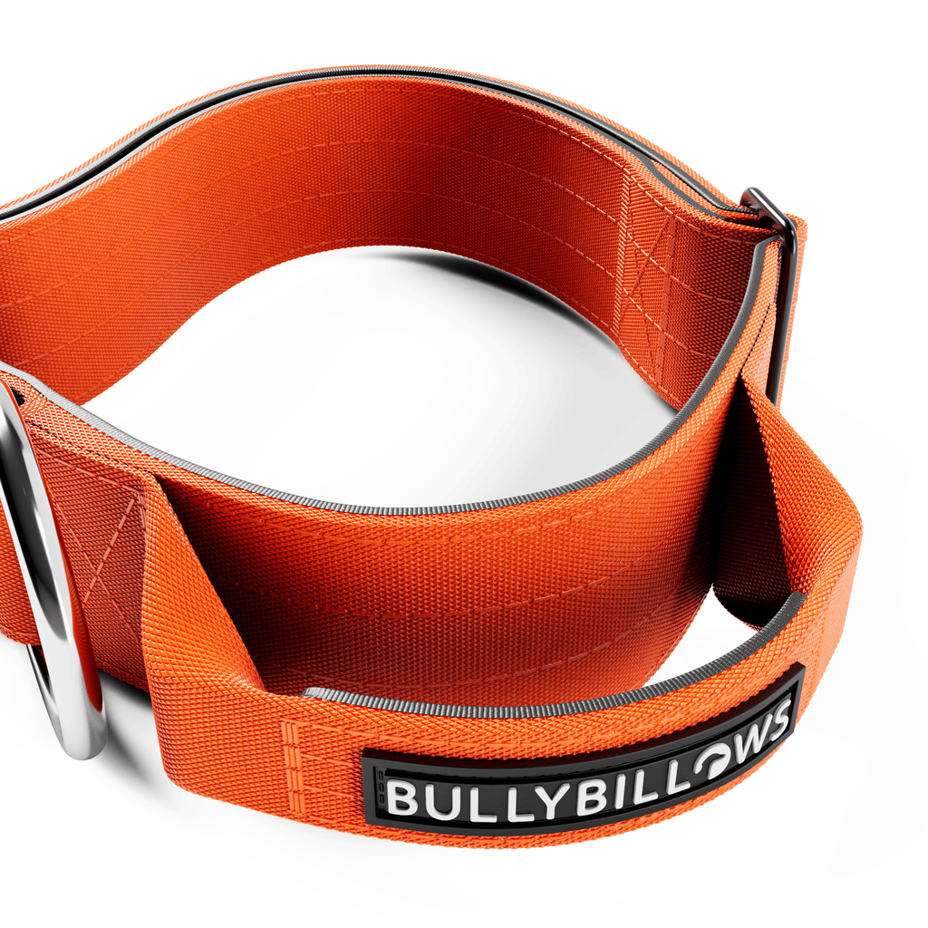 5cm Combat® Collar | With Handle & Secure Clip - Orange