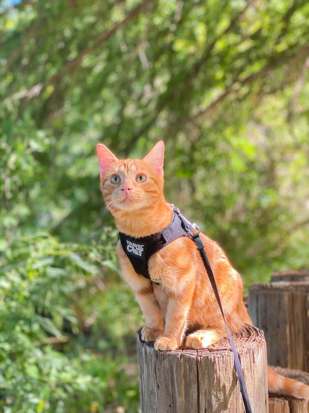 The Adventure Cat Essential Bundle: Cat Backpack. Harness. Leash. and Travel Bowl