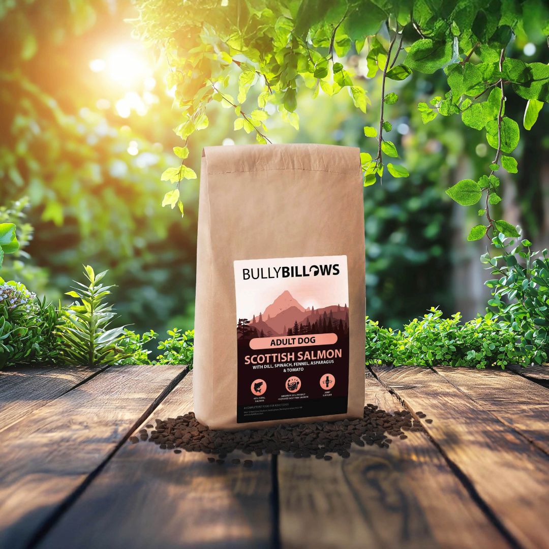 Scottish Salmon Dry Super Food - Adult