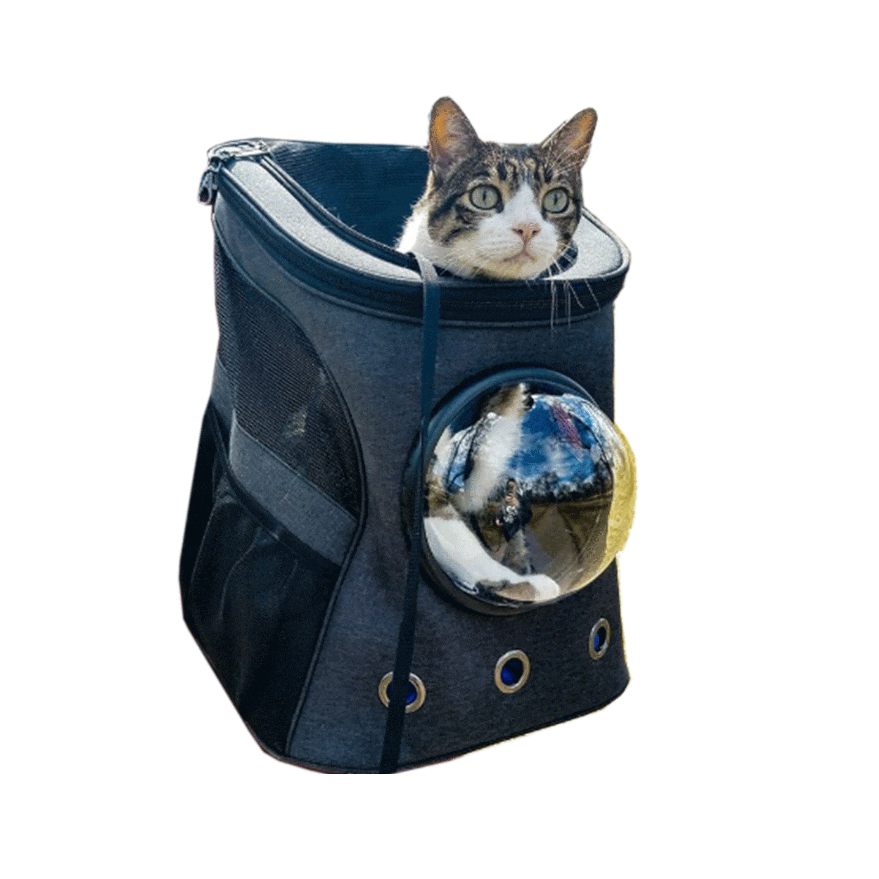 The Adventure Cat Essential Bundle: Cat Backpack. Harness. Leash. and Travel Bowl