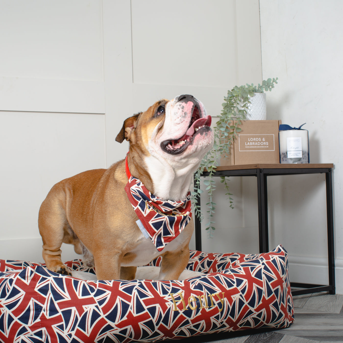 Box Bed For Dogs in Union Jack by Lords & Labradors