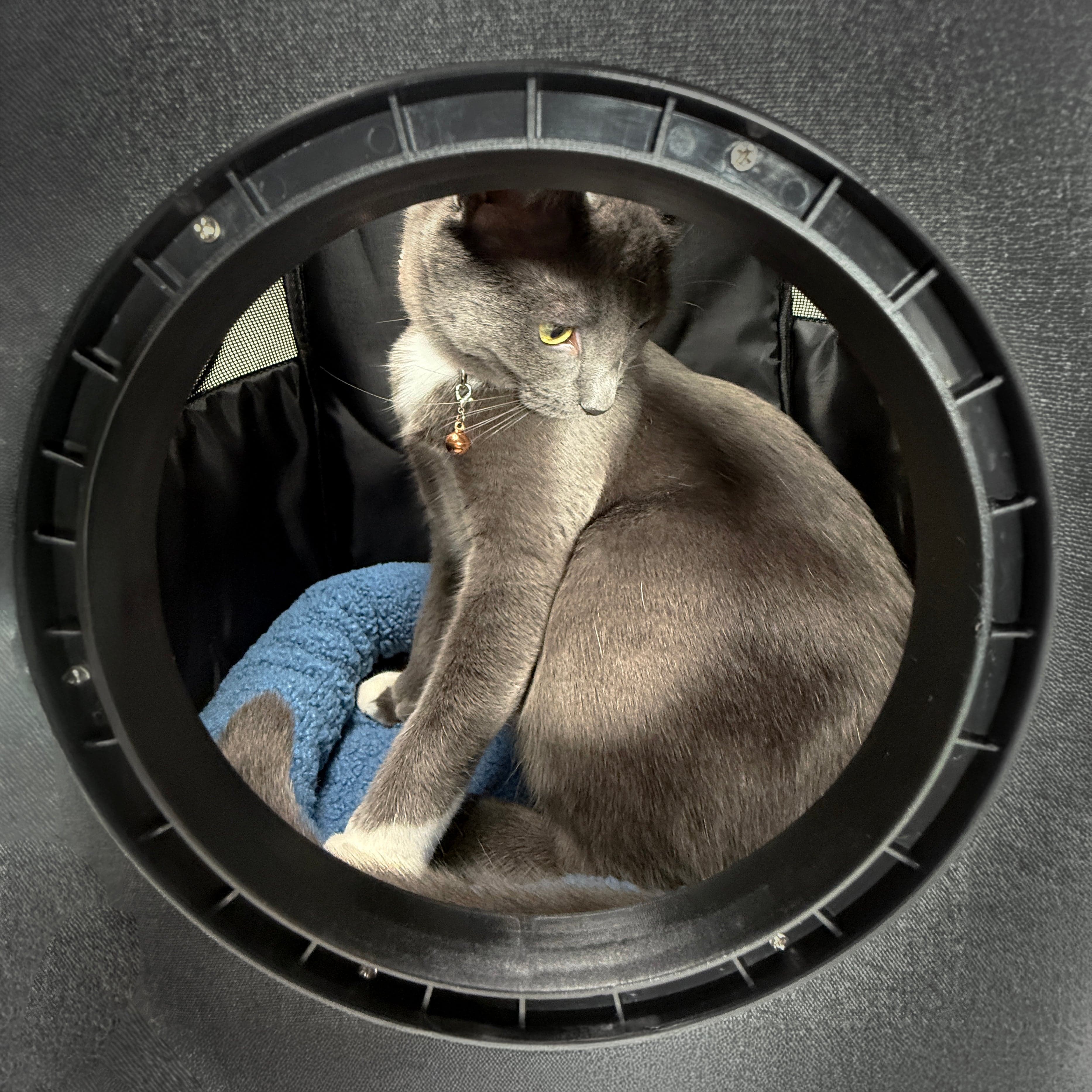 The Kitty Cushion Cat Backpack Bed