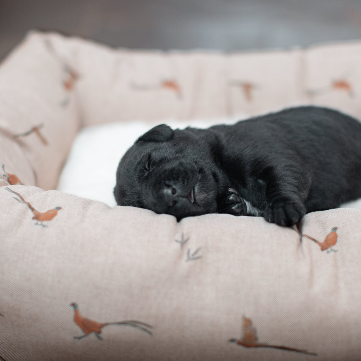 Box Bed For Dogs in Woodlands by Lords & Labradors