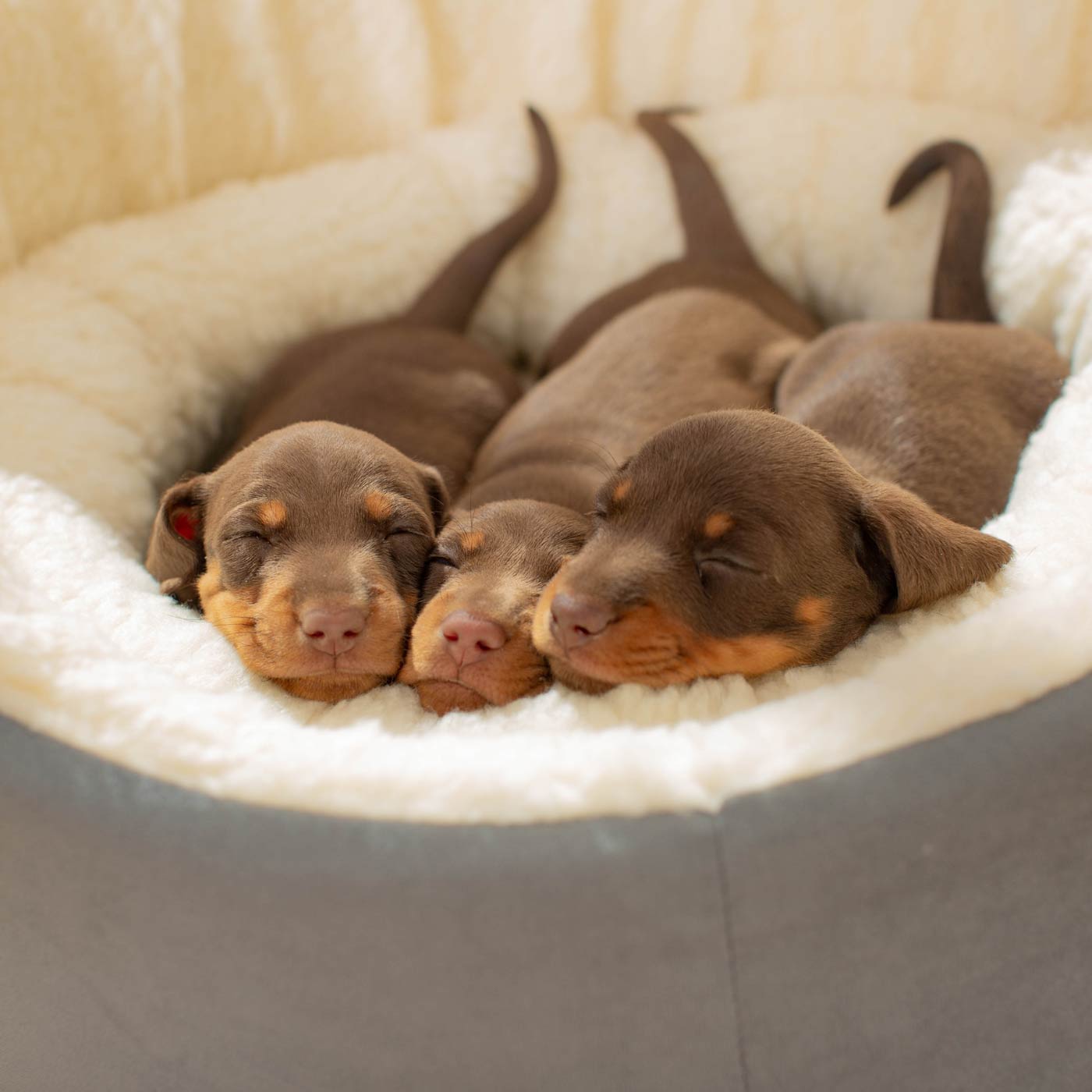 Grow With Me Puppy Bed in Grey by Lords & Labradors