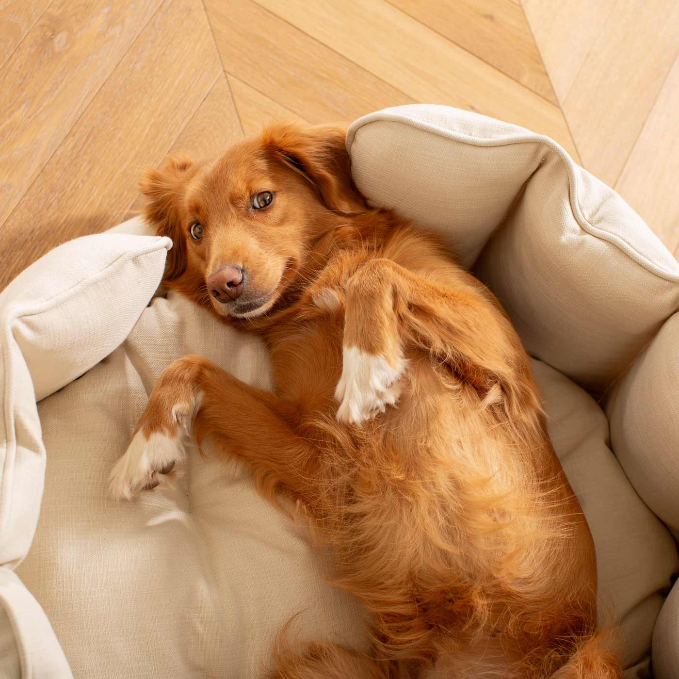 High Wall Bed For Dogs in Savanna by Lords & Labradors