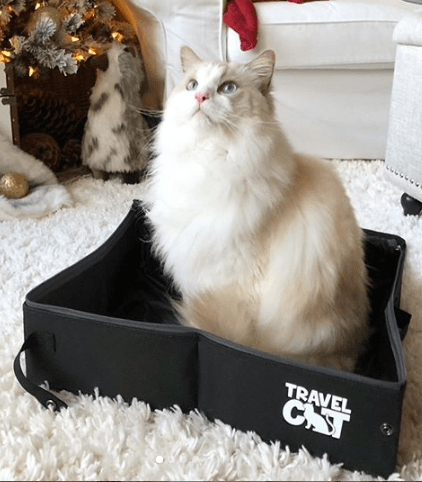 The Feline Fancy Travel Cat Accessories Bundle - Bed. Litter Box. Collar. Foldable Bowl & Pouch