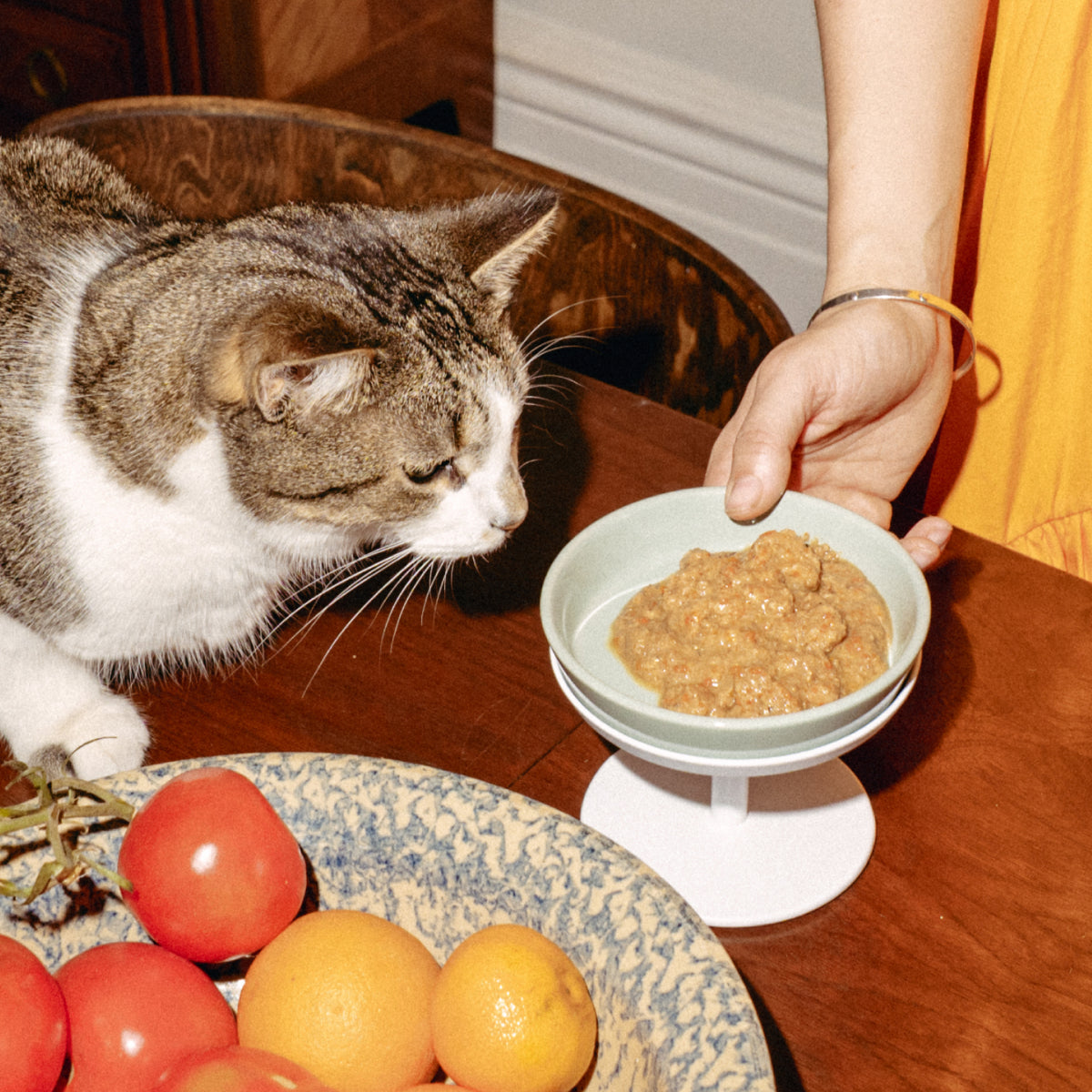 Really Great Cat Food