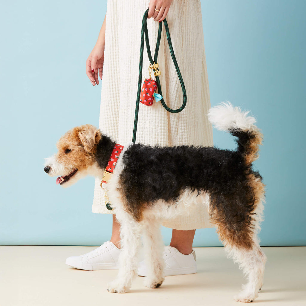 Evergreen Marine Rope Dog Leash