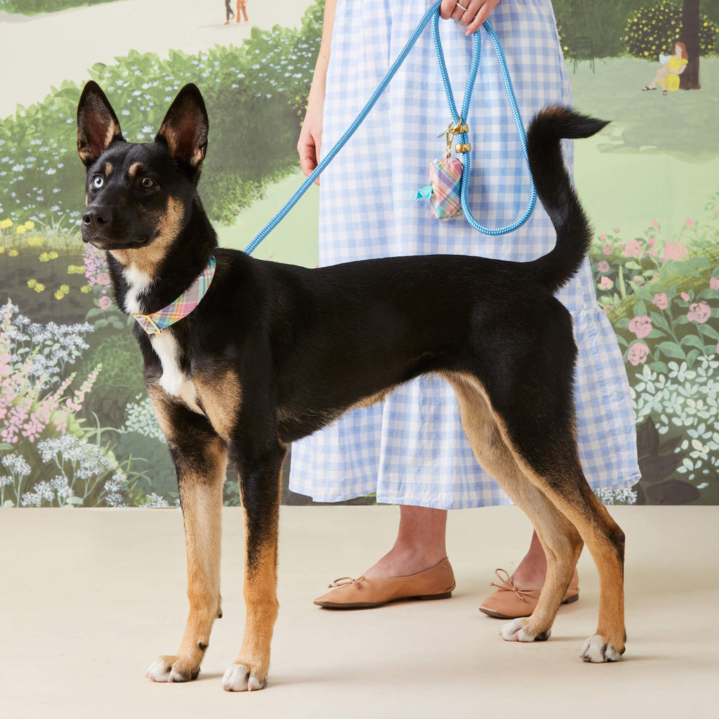 Powder Blue Marine Rope Dog Leash