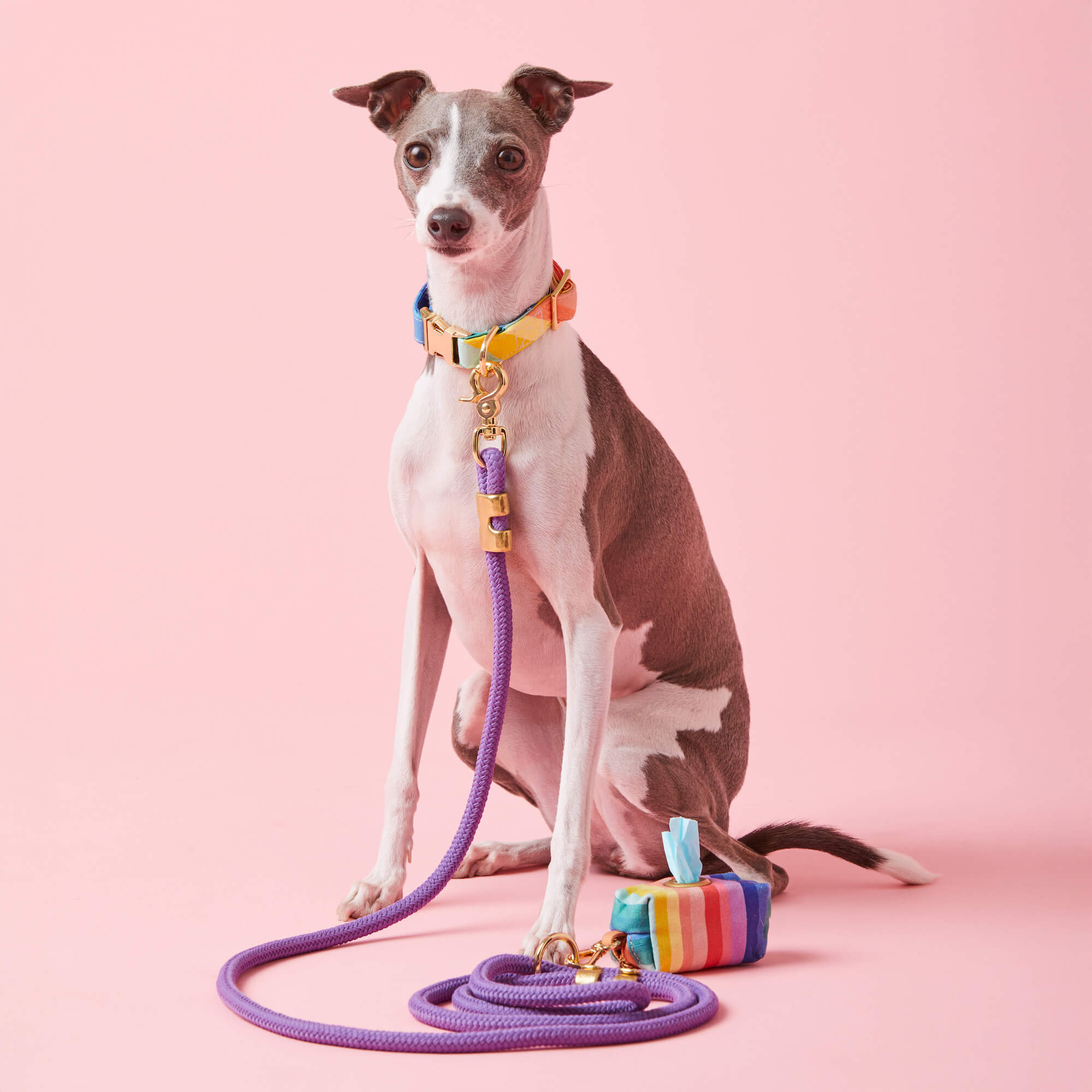 Violet Marine Rope Dog Leash