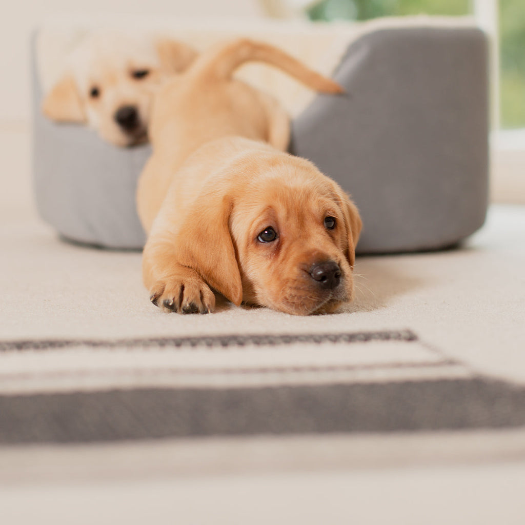 Grow With Me Puppy Bed in Grey by Lords & Labradors