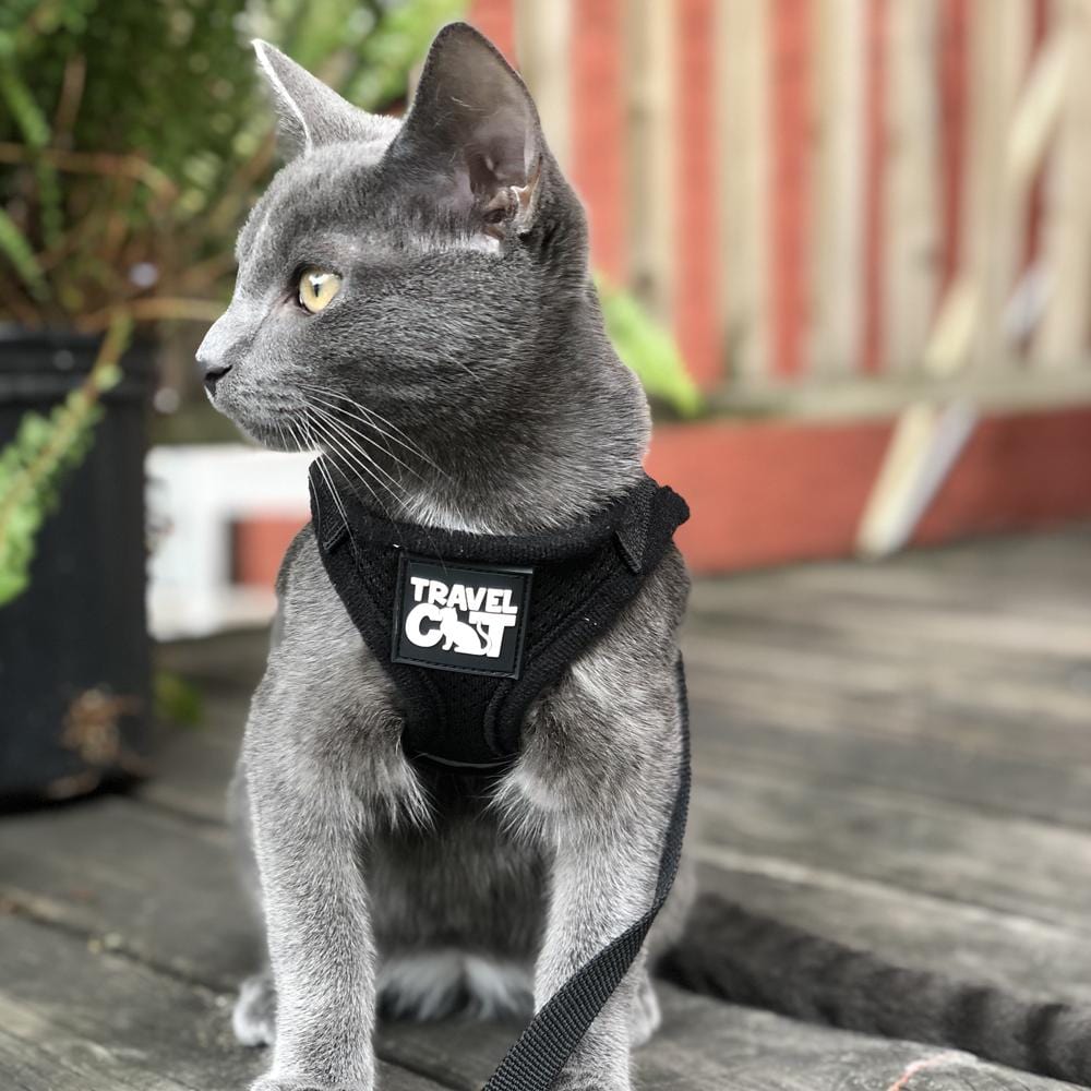 The Jackson Galaxy Essential Bundle: Cat Backpack. Harness. Leash. and Travel Bowl