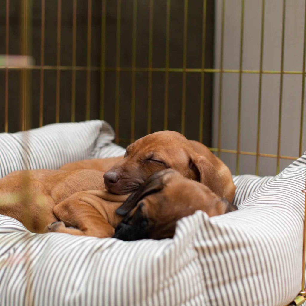 Cozy & Calming Puppy Cage Bed in Spots & Stripes by Lords & Labradors
