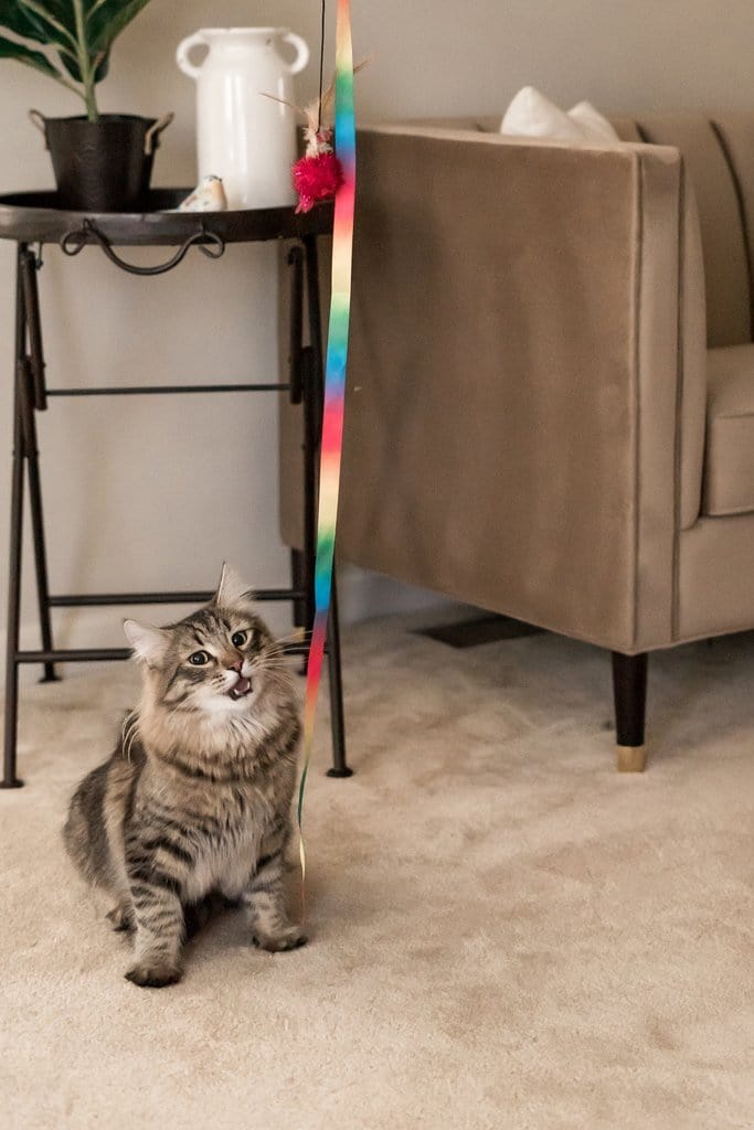 The Rainbow Dancer Cat Teaser Toy Wand