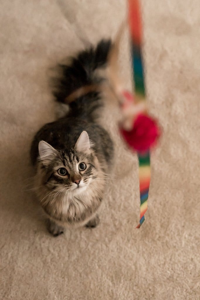 The Rainbow Dancer Cat Teaser Toy Wand